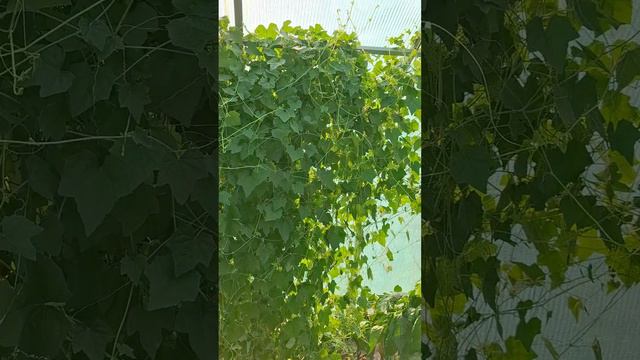 #мини огурец