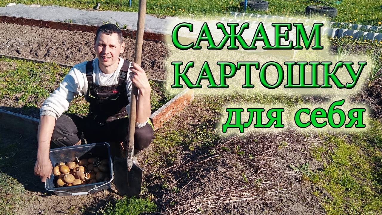 САЖАЕМ КАРТОШКУ ДЛЯ СЕБЯ, ПОД ЛОПАТУ, ИЗ СВОЕГО ПОСАДОЧНОГО МАТЕРИАЛА! Из Столицы в Деревню! смотреть онлайн