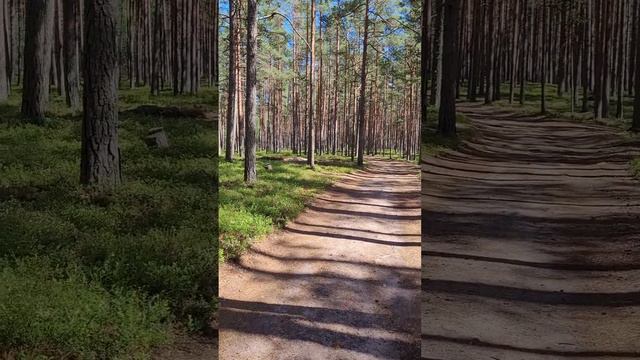 Карелия 2024. Лесная дорога. Июль 2024г.mp4 смотреть онлайн