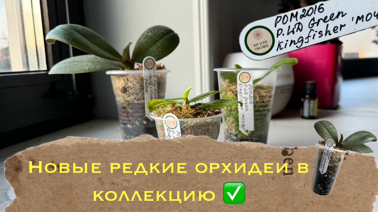 Как заполучить себе очень редкие орхидеи в коллекцию ✅🤤 распаковка #phal #orchidflower #орхомания смотреть онлайн