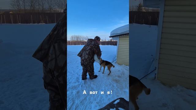 Знакомство с собачьей семьей! смотреть онлайн