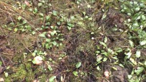 БЕЛЫЕ ГРИБЫ, РЫЖИКИ, ПОХОД В ЛЕС по ГРИБЫ! ТУМАН (КОНЦОВКА НЕ ДЛЯ СЛАБОНЕРВНЫХ!)