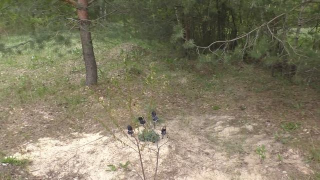 САХАРНЫЕ ГРИБЫ! В лесу по грибы! ГРИБЫ И ЛЕС! Моя ЗАЩИТА ОТ КЛЕЩЕЙ! смотреть онлайн