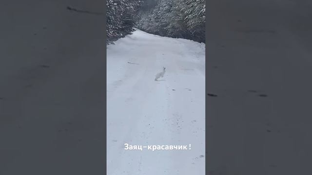 Зайка- несмышлёныш! смотреть онлайн