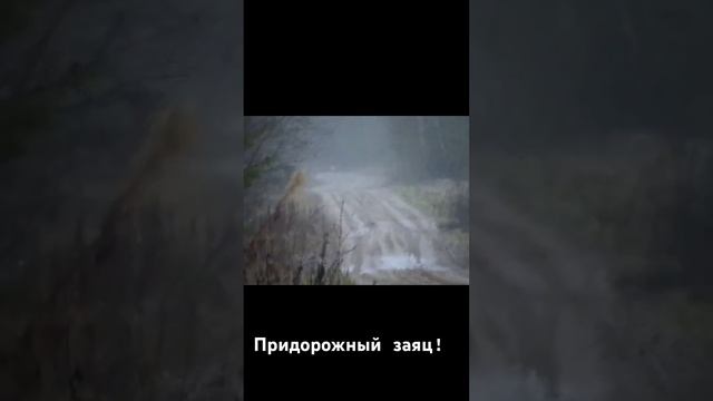 Заяц бегун смотреть онлайн