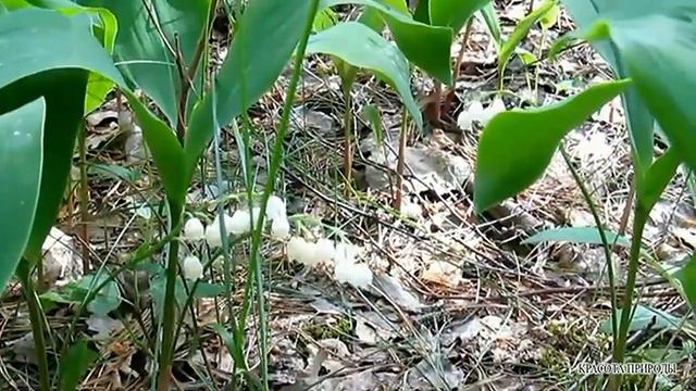 Гелена Великанова - Ландыши смотреть онлайн