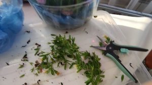 КАЛИБРАХОА.ОСЕННЕЕ ЧЕРЕНКОВАНИЕ КАЛИБРАХОА.