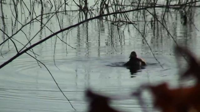 Охота с подсадной Архив смотреть онлайн