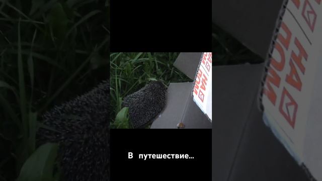 Ручной ёж! смотреть онлайн