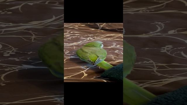 Попугай монах квакер калита