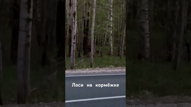 Лесные красавцы! смотреть онлайн