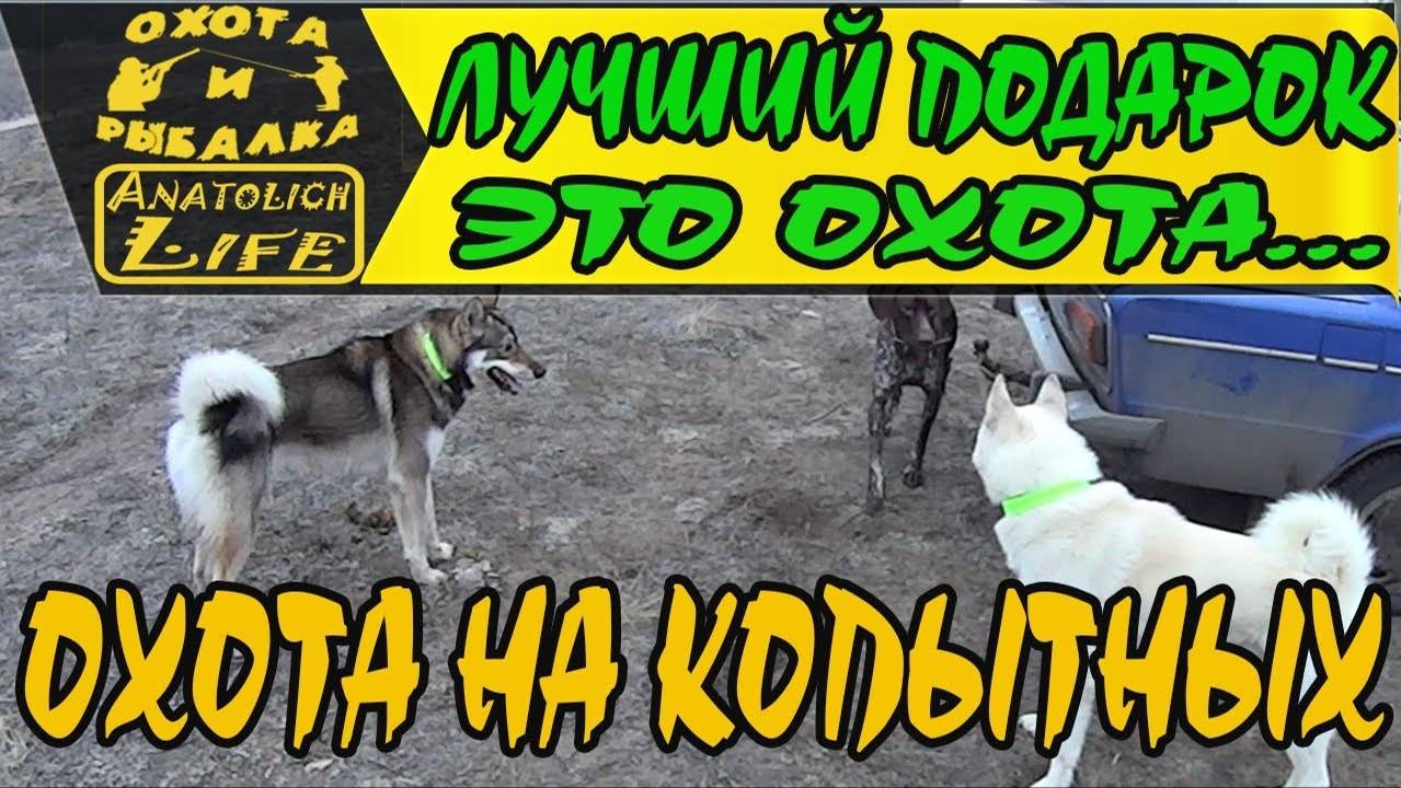 Наша #охота продолжается! Приятный сюрприз от друзей! смотреть онлайн