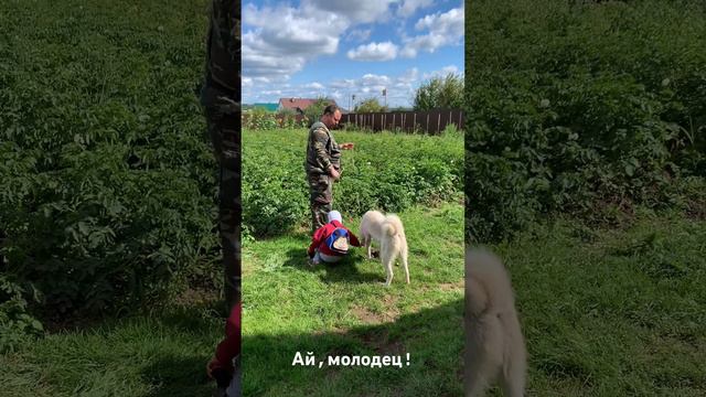 Подача утки 1 этап смотреть онлайн