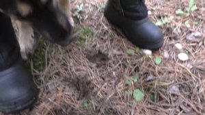 РЫЖИКИ! ЗА ЦАРСКИМИ ГРИБАМИ В ЛЕС! Полная корзина грибов!