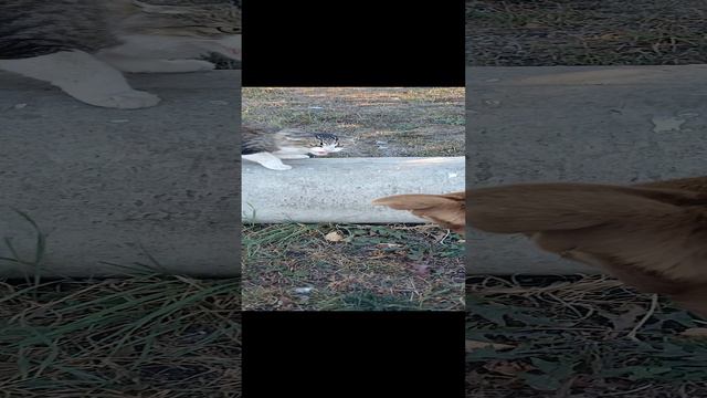 ох уж эти кошки😸