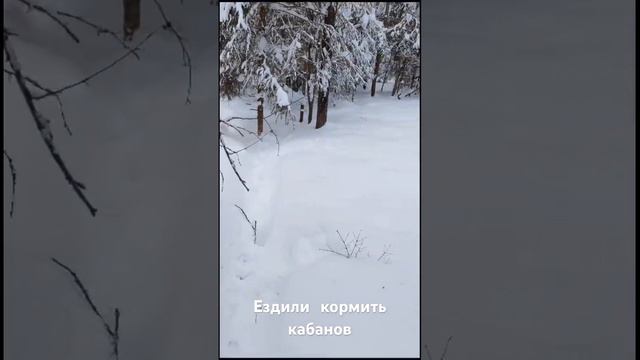 Корм для Кабанов смотреть онлайн