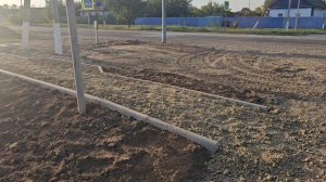 Павловния спустя 4 года выращивания у меня на участке.