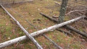 ЭТО ЧТО!? За грибами в лес! МОЛОДЫЕ ГРИБЫ В НОЯБРЕ!!!