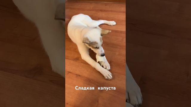 Витамины для Дика! смотреть онлайн