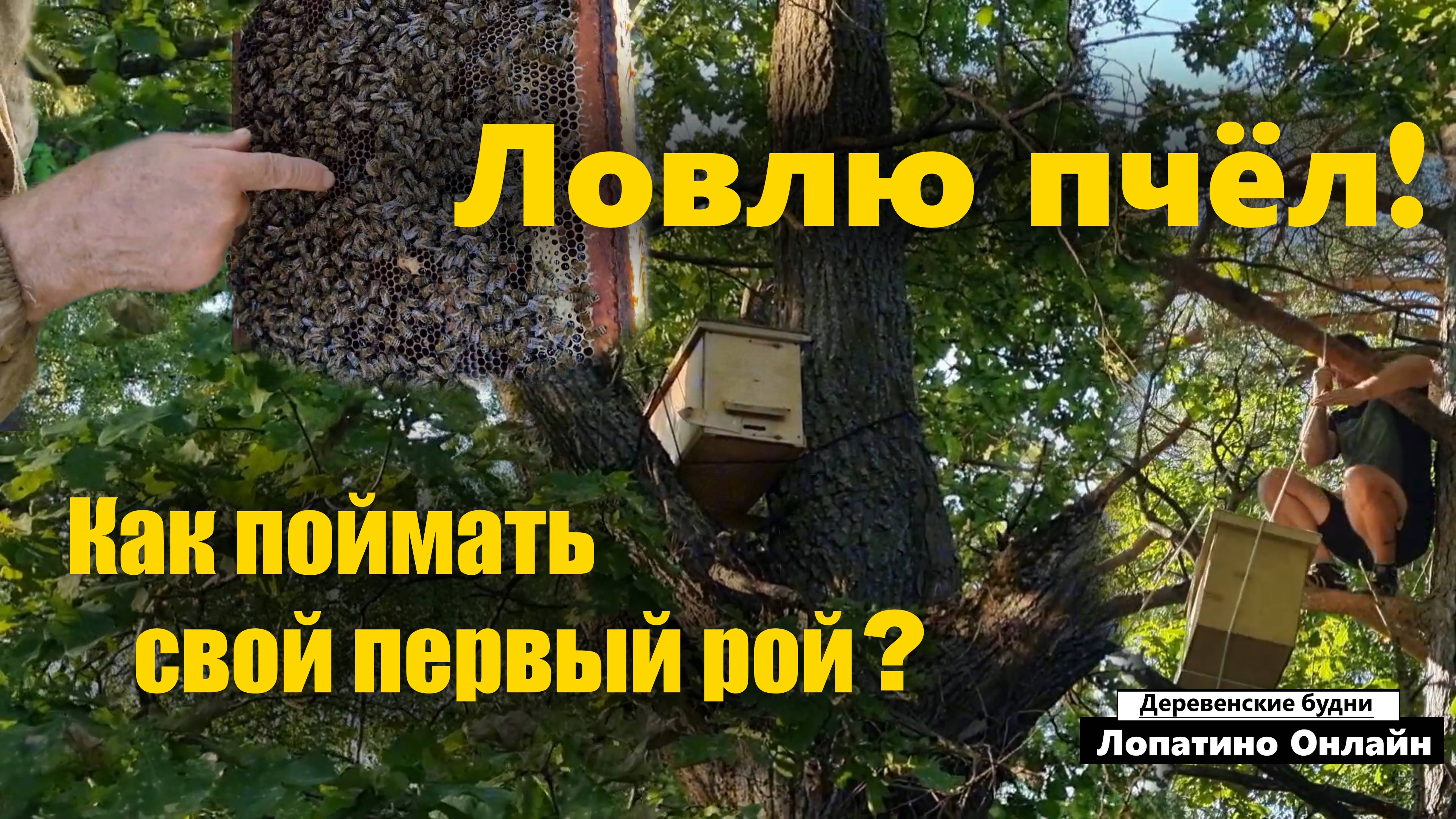 Делаю ловушку для пчёл. // Поймал свой первый рой! смотреть онлайн