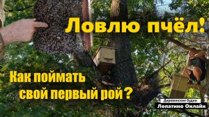 Делаю ловушку для пчёл. // Поймал свой первый рой!