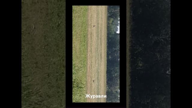Журавли в живой природе! смотреть онлайн