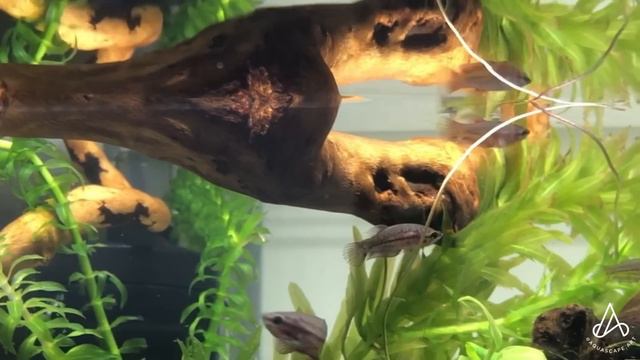 Fancy Koi Betta Breeding & Fry Growth - Day 1 to adult plakat HMPK смотреть онлайн