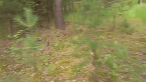 Прогулялись за ГРИБОЧКАМИ.