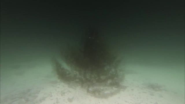 Подводная ёлка. Владивосток. 27.12.2014 г. смотреть онлайн