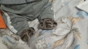 к Басику пришли друзья