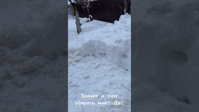 У собак тоже пришлось много убрать снега. смотреть онлайн