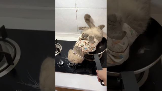 А так мило отдыхал котик, а его сковородой милого такого...🥰 смотреть онлайн
