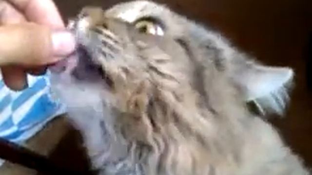 VIDEO0012 смотреть онлайн