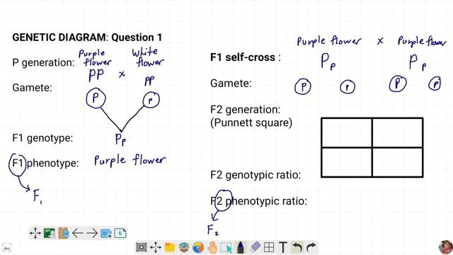 MONOHYBRID: Genetic Diagram Discussion смотреть онлайн