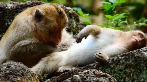 Sweet !! Monkey grooming couple monkey come to join grooming , ASMR Grooming