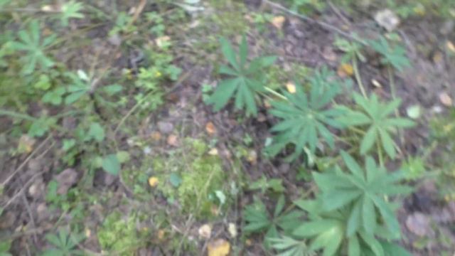 ЗАШЛИ В ЛЕС А ТАМ ПУЗАТЫЕ БЕЛЫЕ ГРИБЫ! Белые грибы в лесу! ЛЕС И ГРИБЫ! смотреть онлайн