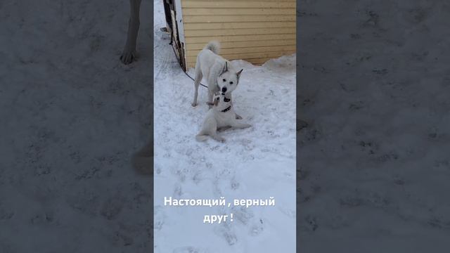 Учебная отработка у охотничьих лаек хваток по диким животным. Генетика своё берет! смотреть онлайн