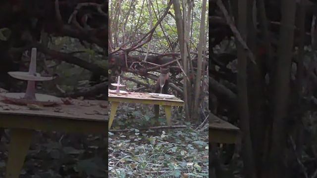 Накрыл поляну для лесных зверей!