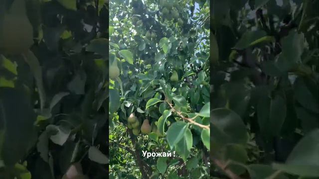 Чудеса бывают и в Кировской области! смотреть онлайн