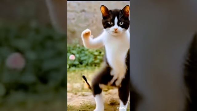 Позитивчик , котейка в добрые руки . смотреть онлайн