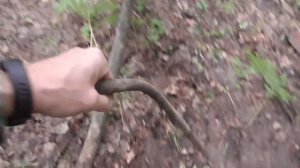 В ЛЕС но НЕ ЗА ГРИБАМИ.