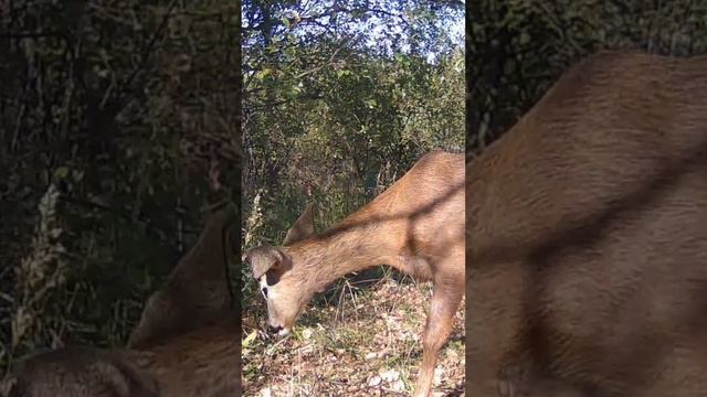 Дикие звери на лесной поляне!