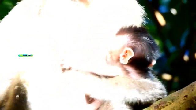 BECAUSE NO MILK ?? STRESSFUL DESTINY...WHY BABY DESTINY DO ACT SO STRANGE LOOKED LIKE SO STRESS? смотреть онлайн