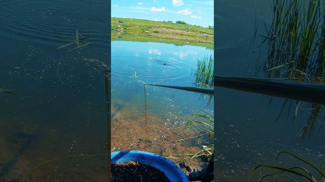 Крупный рыбец на реке Дон смотреть онлайн