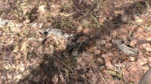 Первый (смАрчок)ПОХОД ПО ГРИБЫ В ЛЕС! Природа ожила! ОТЛИЧИЕ ЯДОВИТОГО (СТРаЧКА) ОТ НЕ ЯДОВИТОГО!