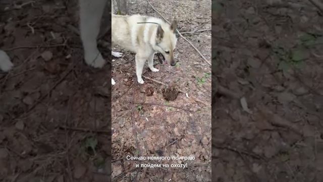 Перекур на охоте! смотреть онлайн