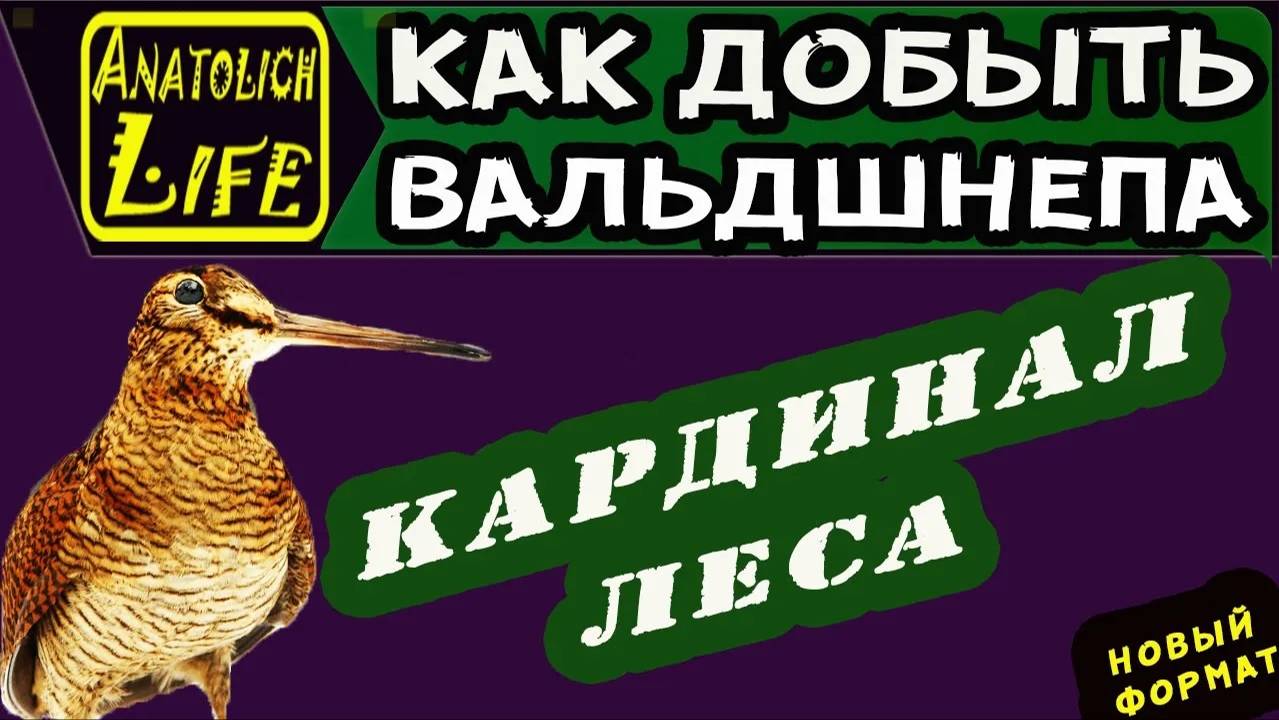 Охота на вальдшнепа. Как добыть кулика. смотреть онлайн