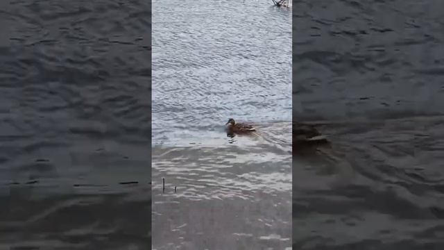 Ура, мы дома!!! смотреть онлайн