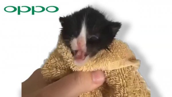 Famous Phone Ringtones but Meme Cats Sing It 2