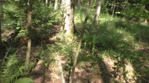 ЭТО ЗНАК! НАДО ИДТИ ЗА МАСЛЯТАМИ! РЫЖИКИ В ИЮЛЕ!